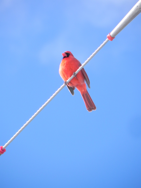 red cardinal on a wire