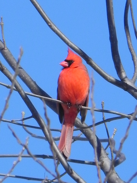 cardinal looking left