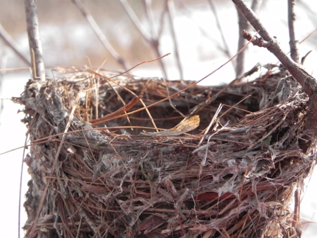 empty birds nest