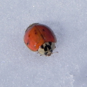 ladybug in snow