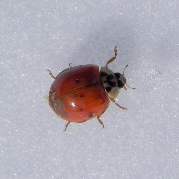 ladybug crawling in the snow
