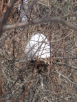 medium nest