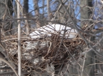 big bird's nest