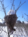snowfilled nest
