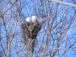 another big nest
