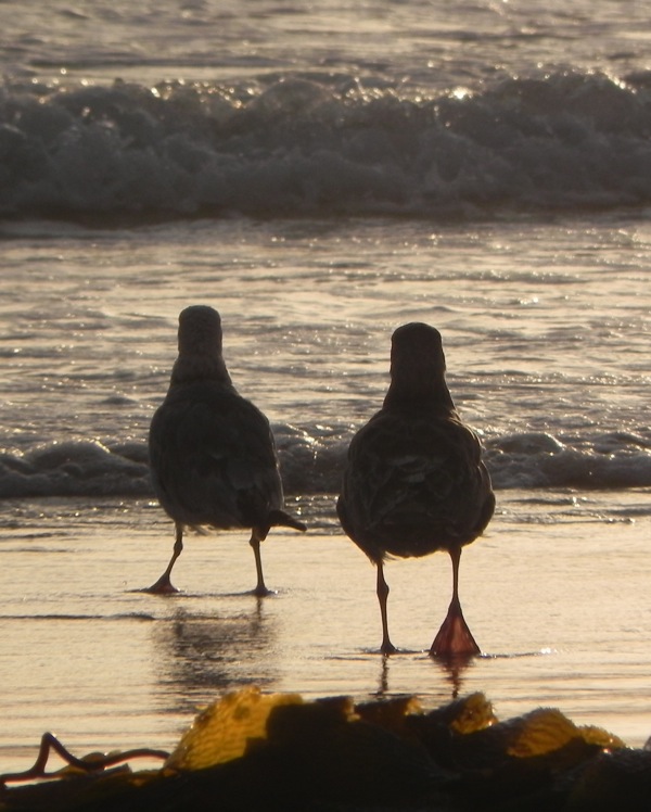 two seagulls walking into the sea
