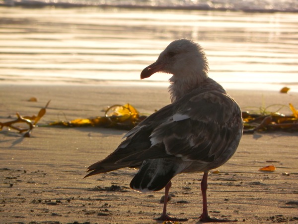 seagull with a morsel of food
